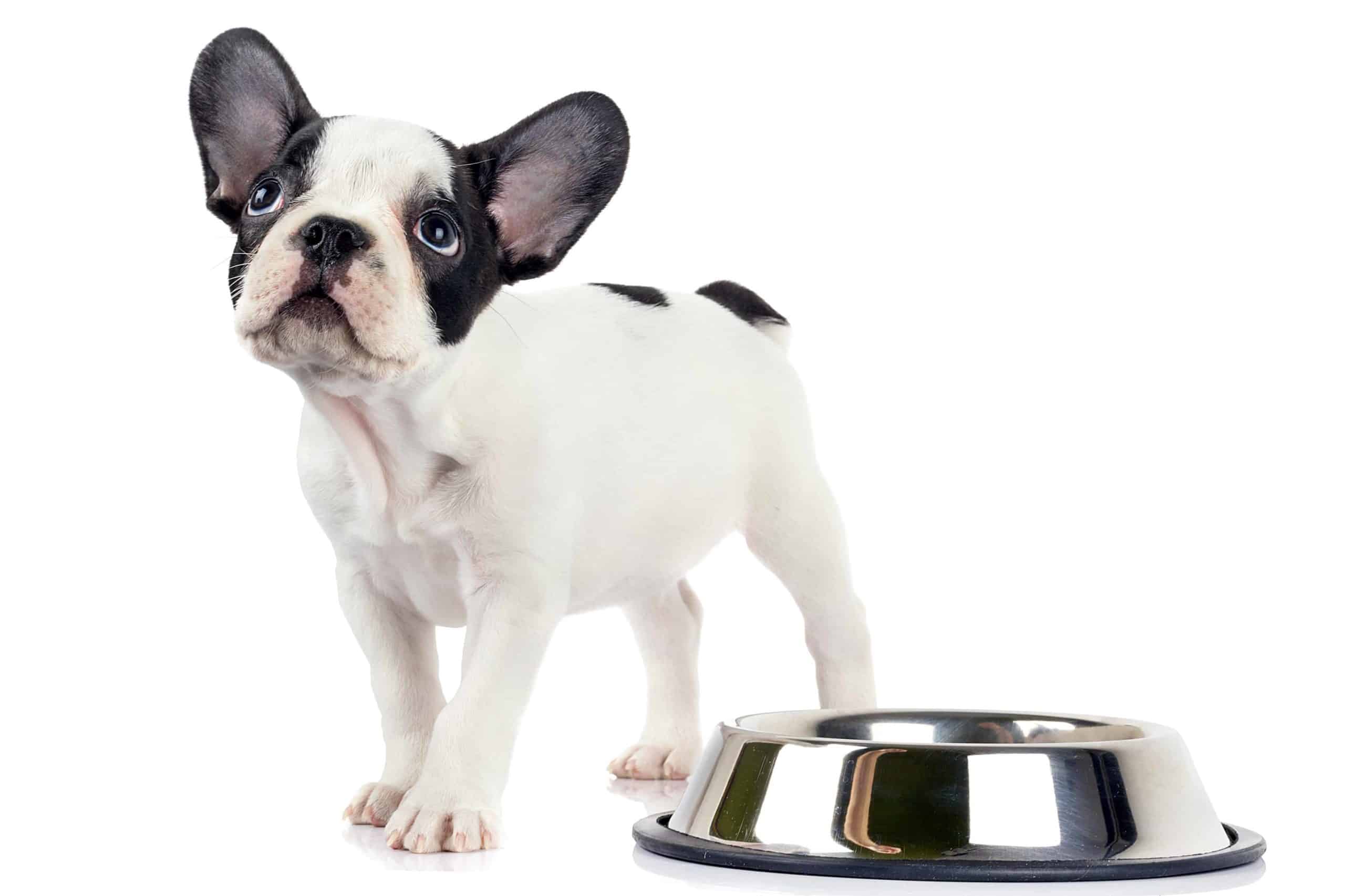 Hungry Boston Terrier stands next to food bowl. Ensure your dog eats a healthy diet by feeding high-quality food and adding kefir, bone broth, and fruits and vegetables.