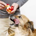 Owner feeds dog apple. Create healthy snacks for your puppy using human foods including carrots, pumpkin, bananas, and apples.