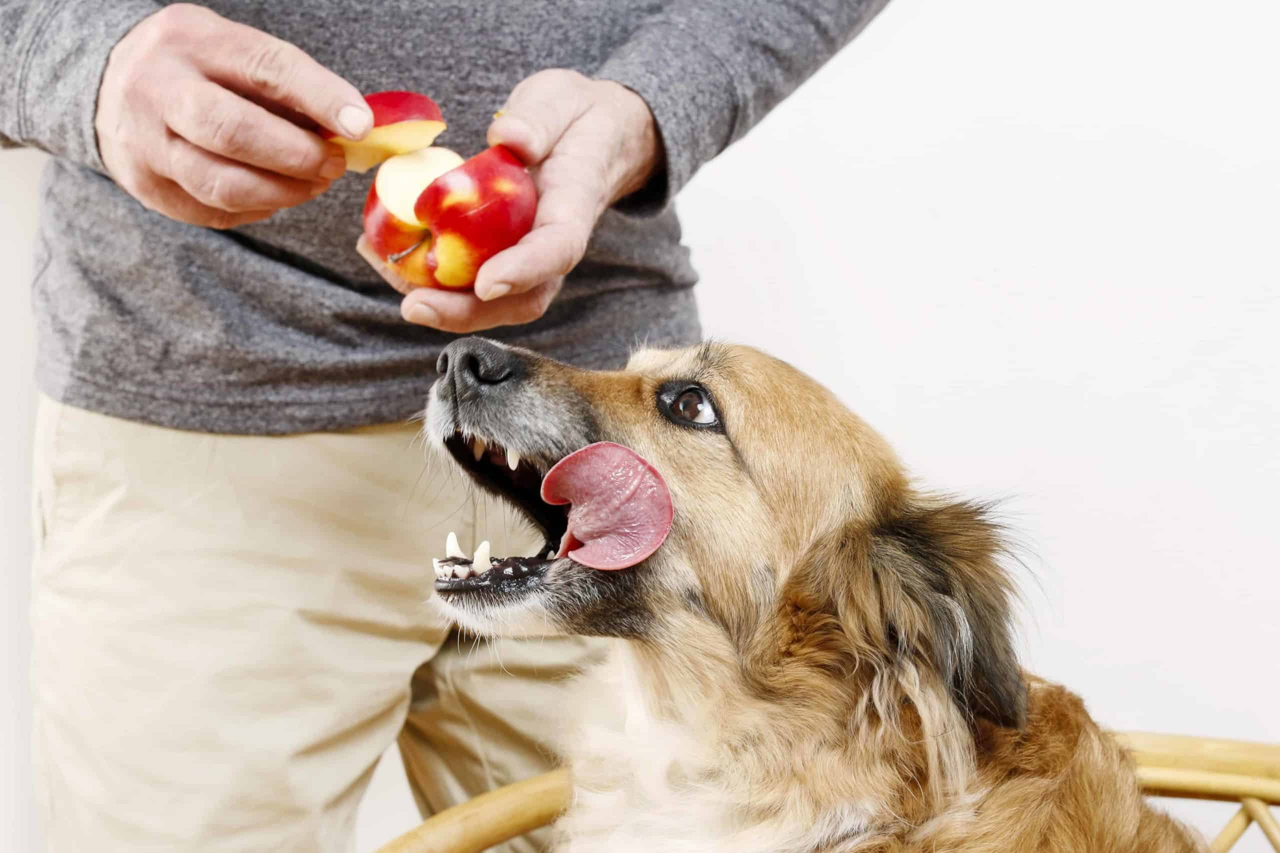 Owner feeds dog apple. Create healthy snacks for your puppy using human foods including carrots, pumpkin, bananas, and apples.
