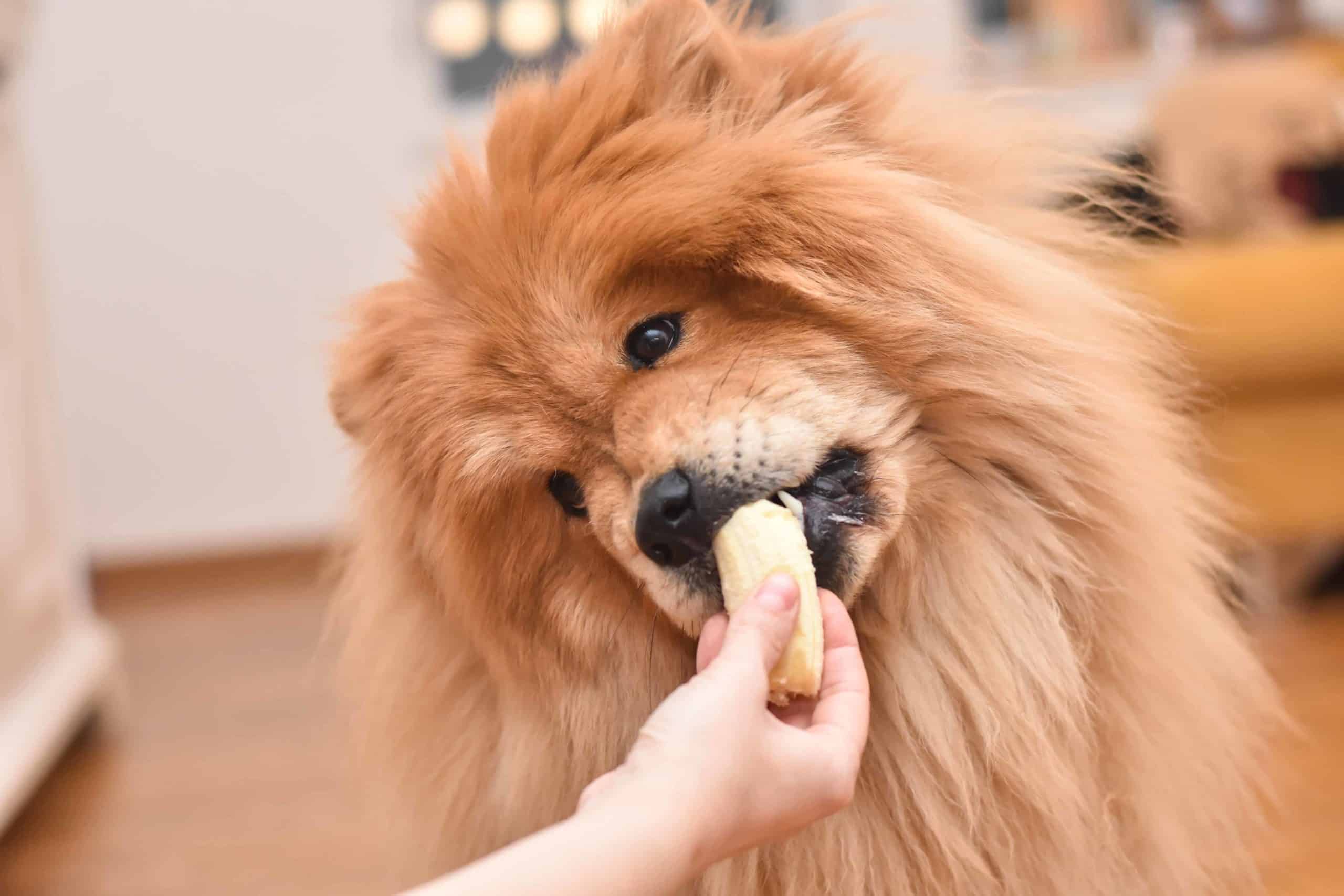Owner feeds Chow-Chow banana. Bananas make a healthy snack for puppies because they have a natural sweetness, which is why many puppies love munching on them.
