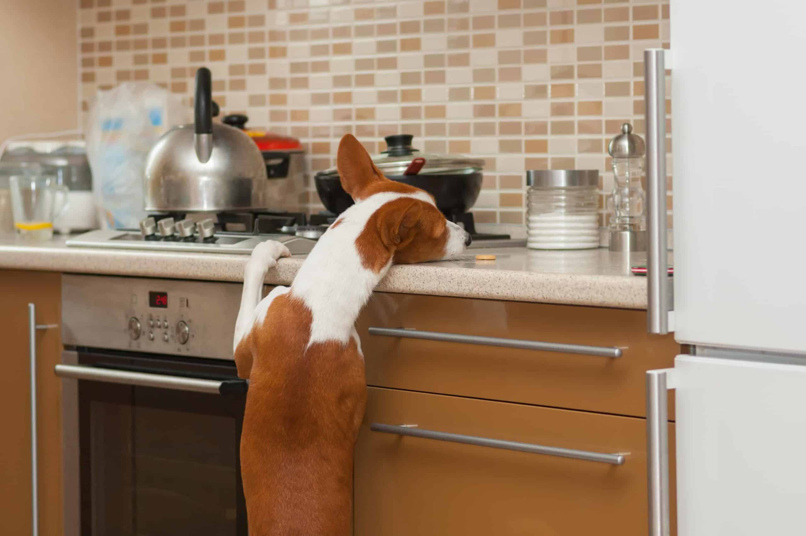 Basenji tries to steal food from kitchen counter. Keep an eye on your dog in the kitchen to make sure he doesn't eat anything dangerous.