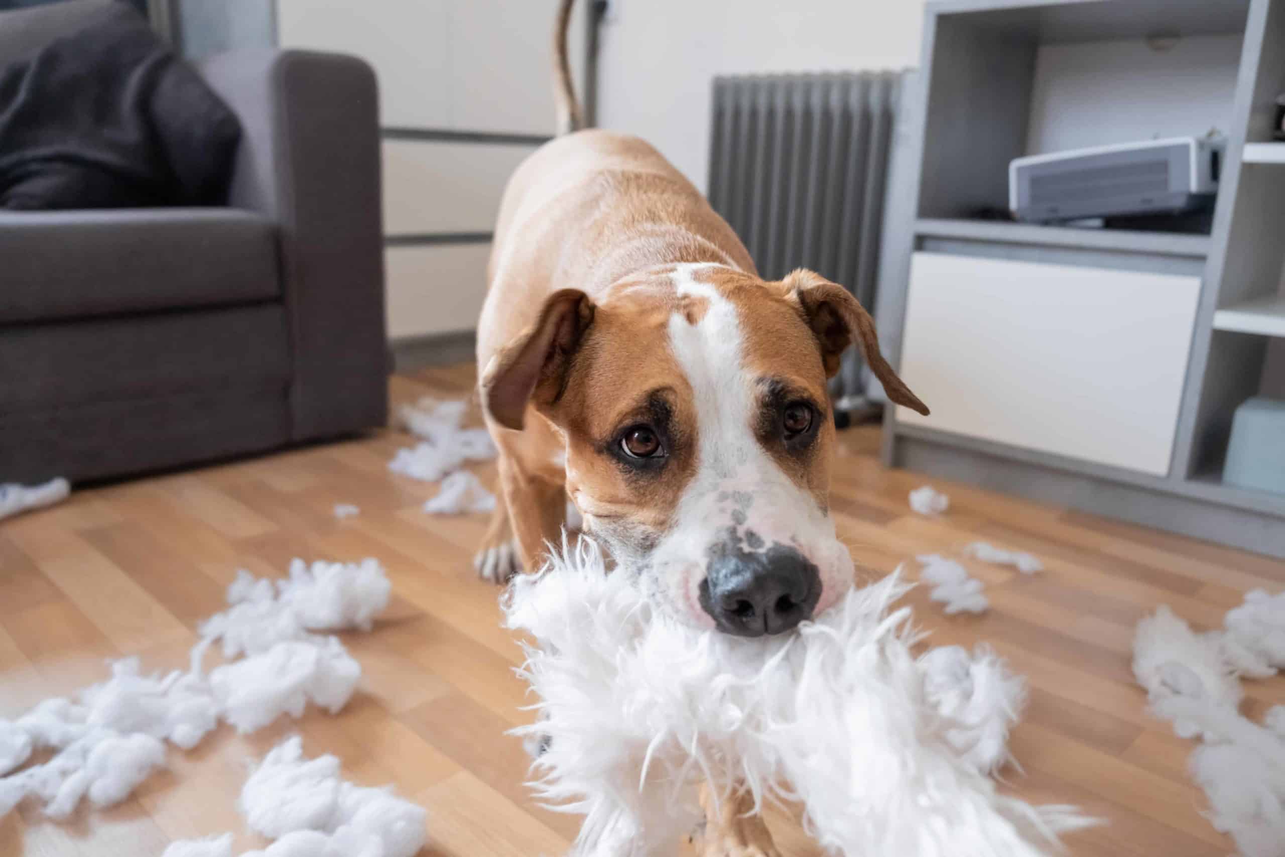 Boxer chews up furniture. Protect your dog from household dangers, including furniture, power cords, contaminants, and things your dog can chew on.