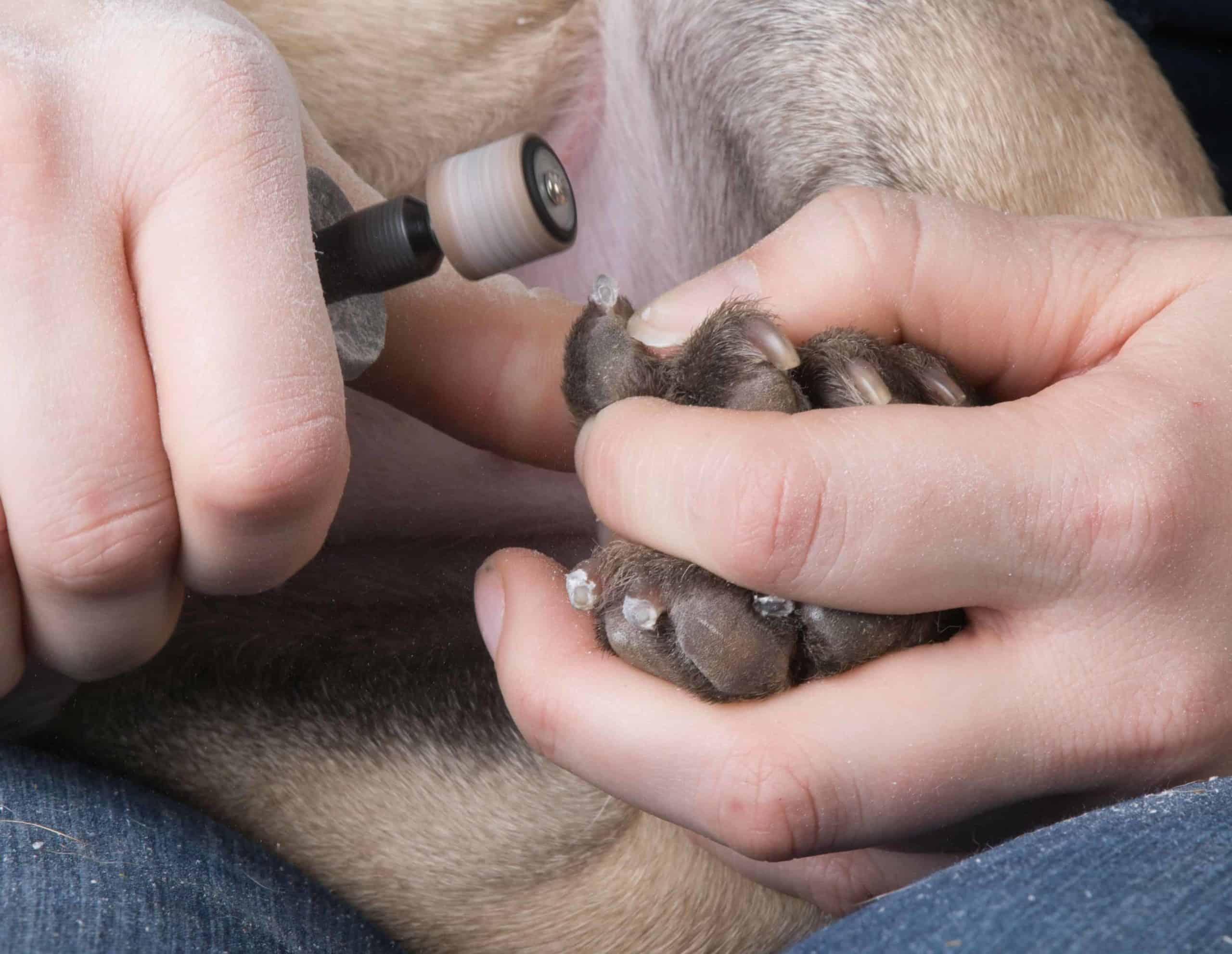 Owner uses nail grinder to trim dog's nails. 