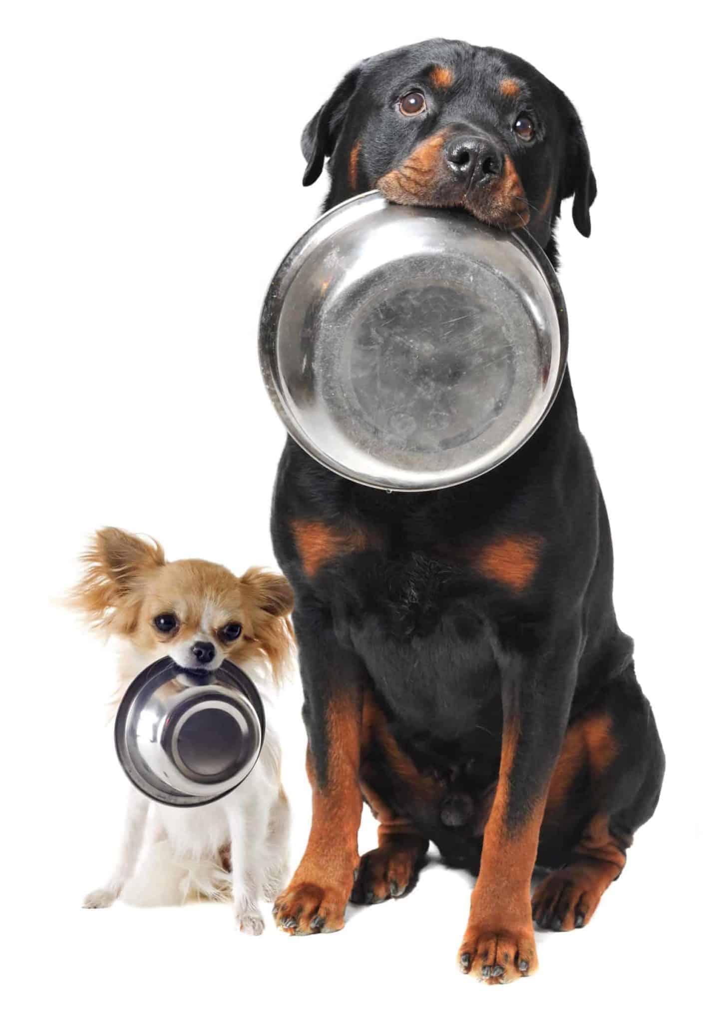 Chihuahua and Rottweiler hold empty food bowls. Set a puppy feeding schedule based on the size of your dog.