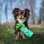 Small dog holds container with poop bags. To become a sustainable dog owner, purchase products with less packaging, and buy biodegradable or compostable poop bags, and recycled toys.