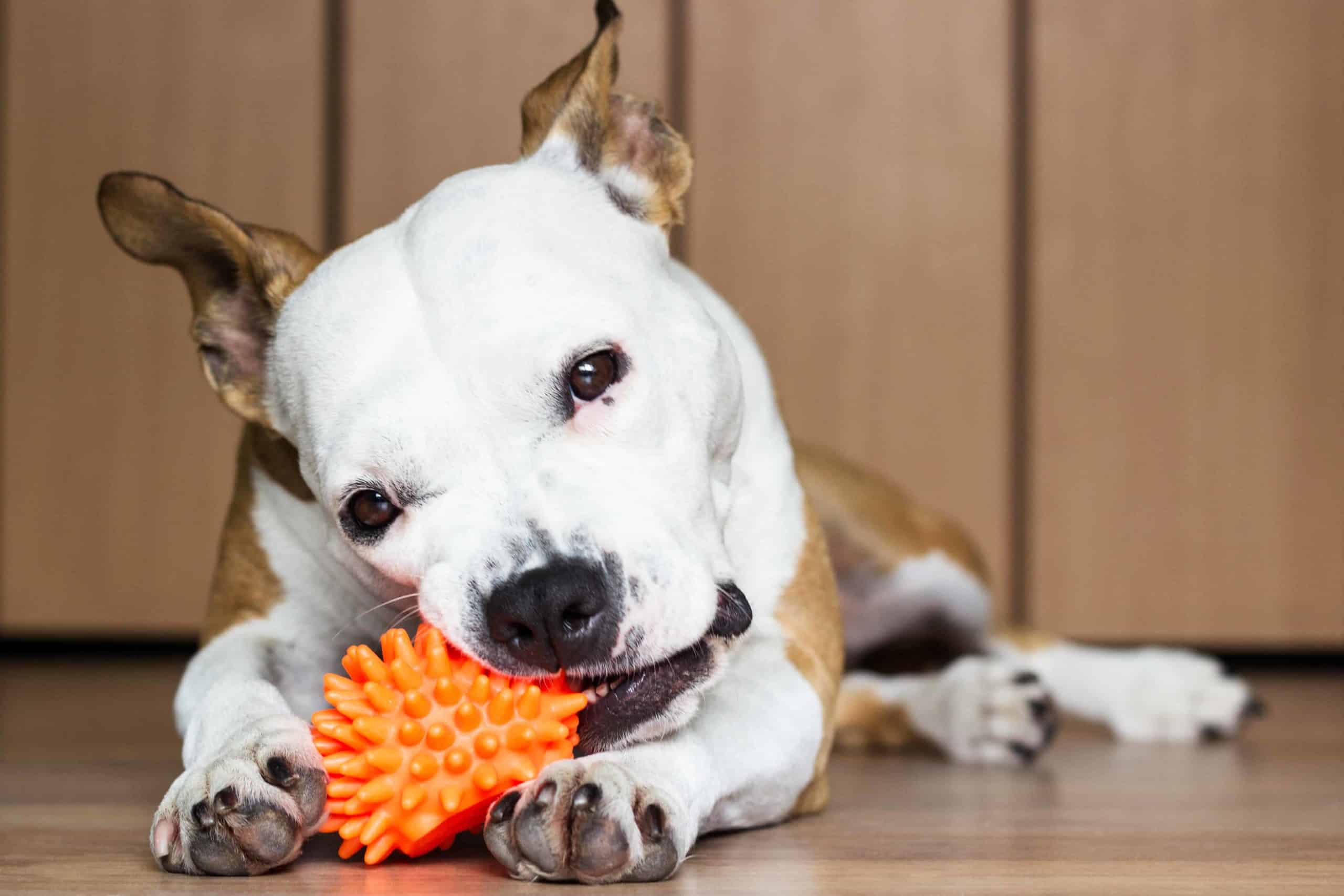 Dog chews on plastic toy. Getting your dog toys made from recycled plastic goes a long way in minimizing plastic waste that ends up in landfills or oceans. 