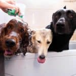 Owner gives three dogs a bath. If you have three dogs, you will need to clean your home more often, and the amount of time you spend cleaning will increase.  