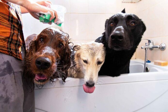 Owner gives three dogs a bath. 