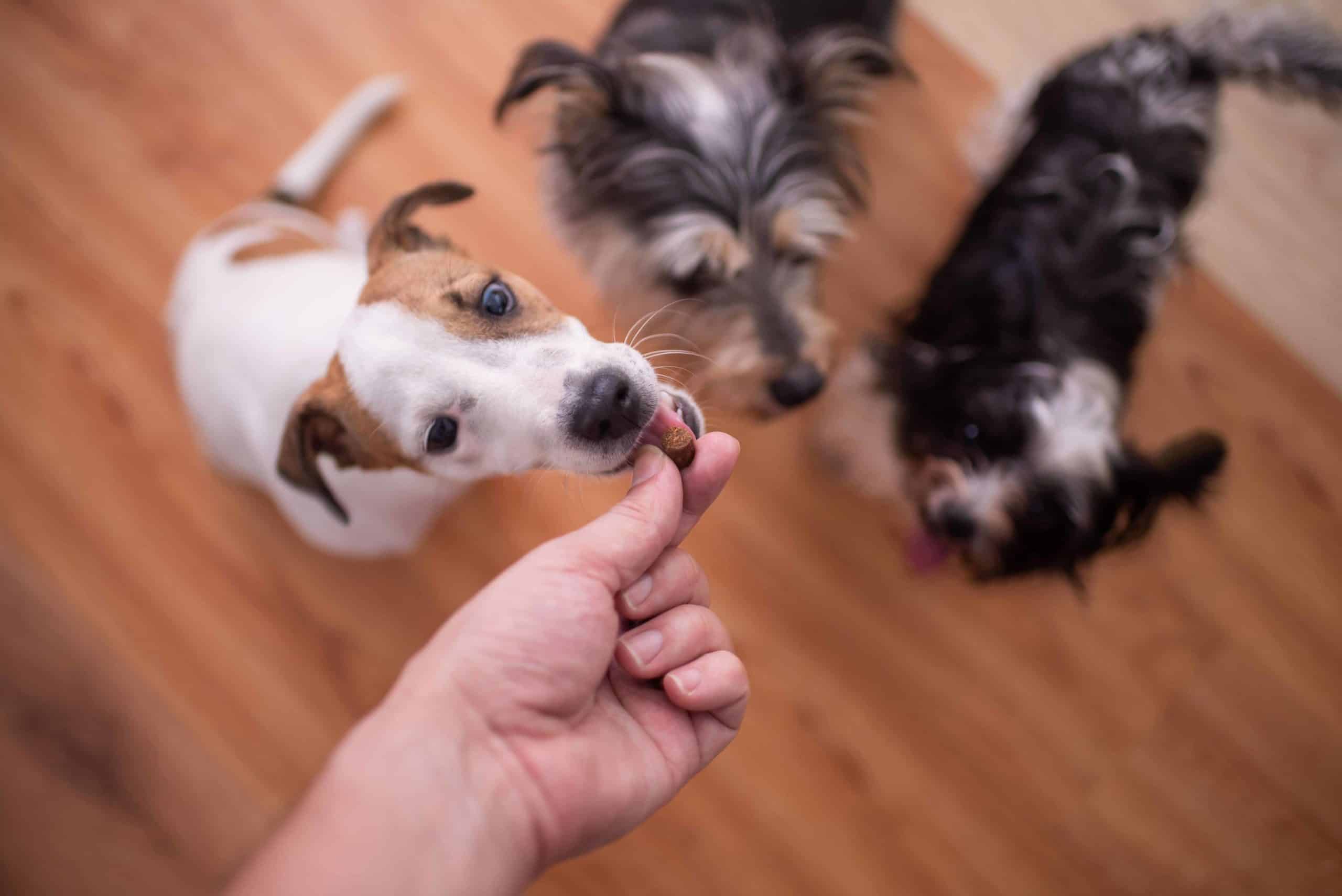 Owner works on training with three dogs. Living with three dogs or more has pros and cons. When making this choice, determine if you can afford and properly care for multiple pets.