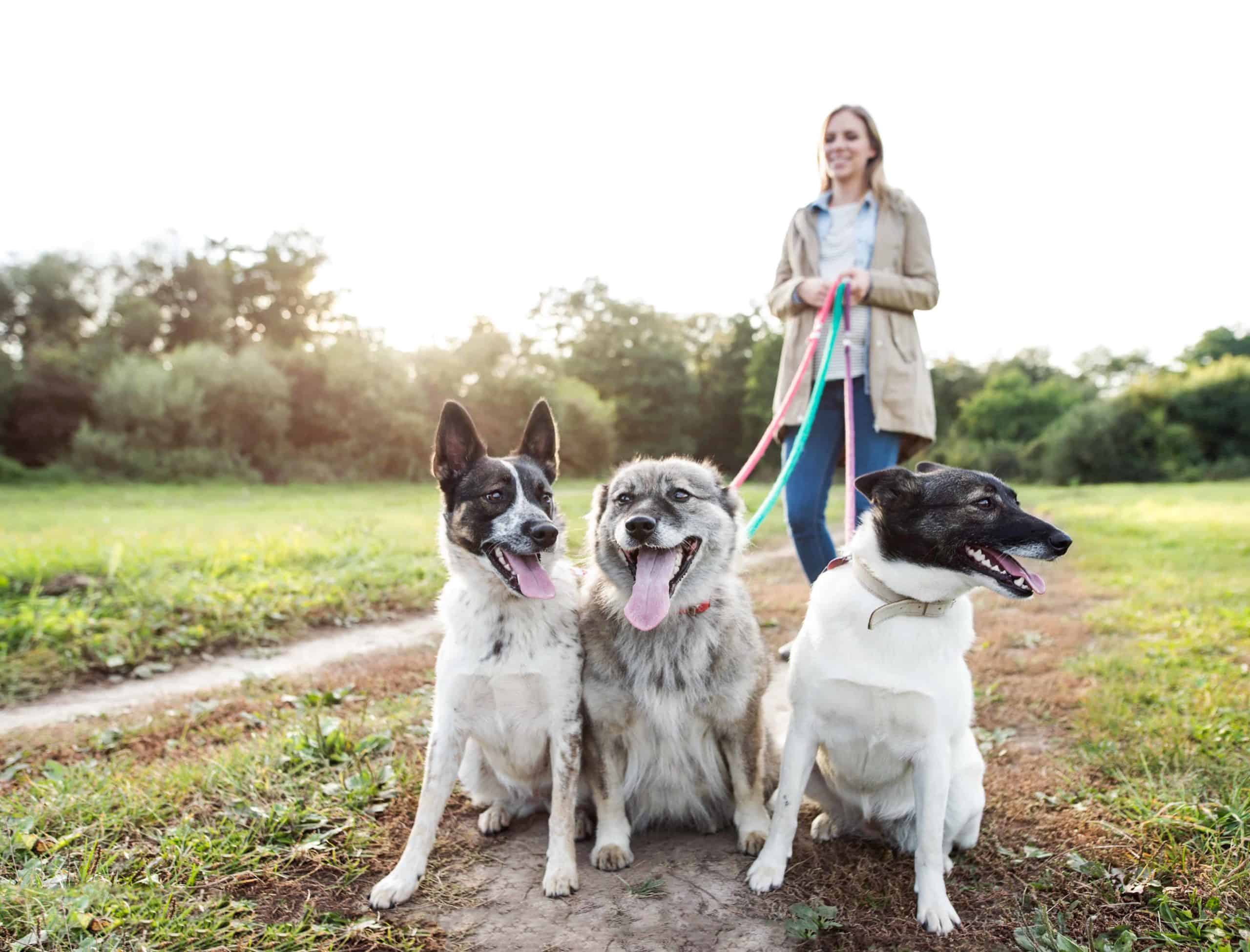 Owner walks three dogs. Having multiple dogs improves your security. You’ll be perfectly safe with a team of bodyguards. No one wants to break into a house with three dogs.
