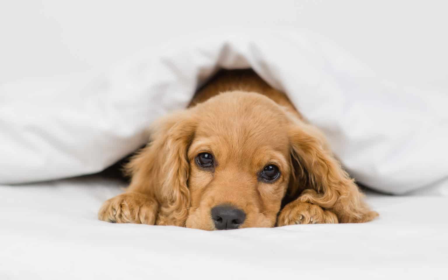 What to feed a sick dog: chicken and rice, pumpkin, bone broth