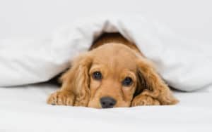 Sick Cocker Spaniel puppy snuggles under a blanket. Wondering what to feed a sick dog? Follow these tips and use these eight foods, chicken and rice, pumpkin, bone broth, and more, to help your dog heal.