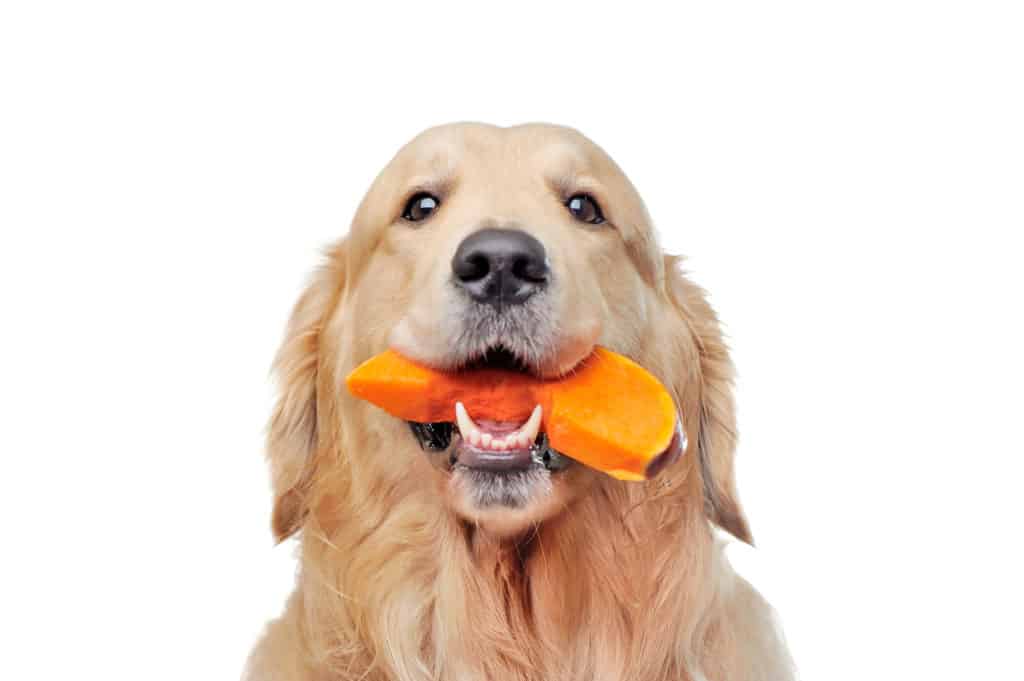 what-to-feed-a-sick-dog-chicken-and-rice-pumpkin-bone-broth