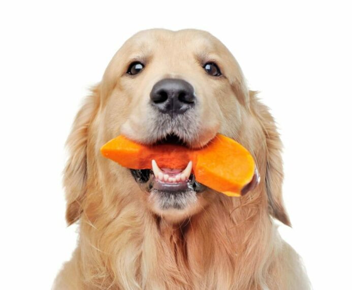 Golden Retriever holds chunk of pumpkin in its mouth. 