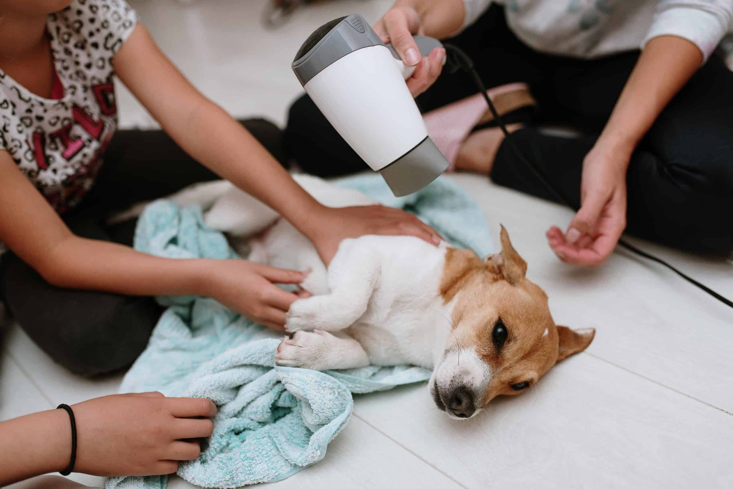 Jack Russell terrier is blown dry after a winter dog bath. When the temperature drops, switch to winter dog baths including dry shampoo, warm water, towel baths, or work with a professional groomer.