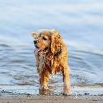 American Water Spaniel plays on the beach. Choose a dog breed that can handle heat and humidity like an American Water Spaniel, Afghan Hound, or Chihuahua.