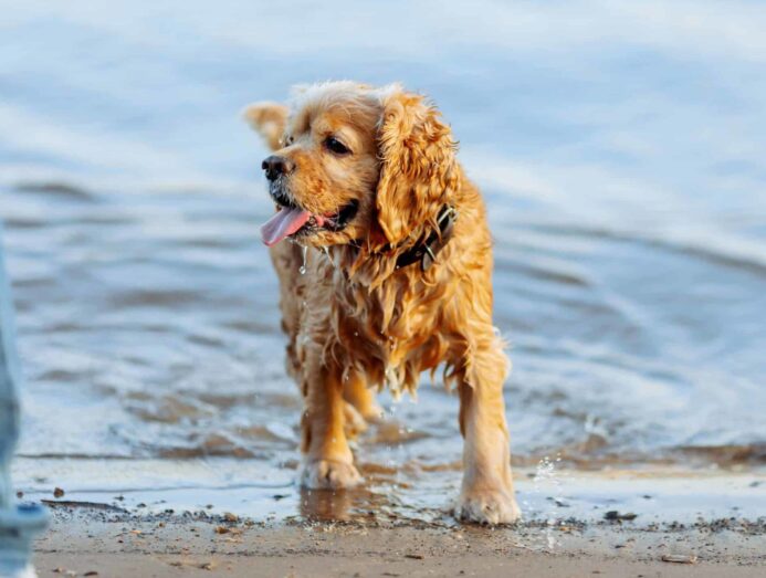 American Water Spaniel plays on the beach. Photo illustration for dog breeds for heat and humidity.