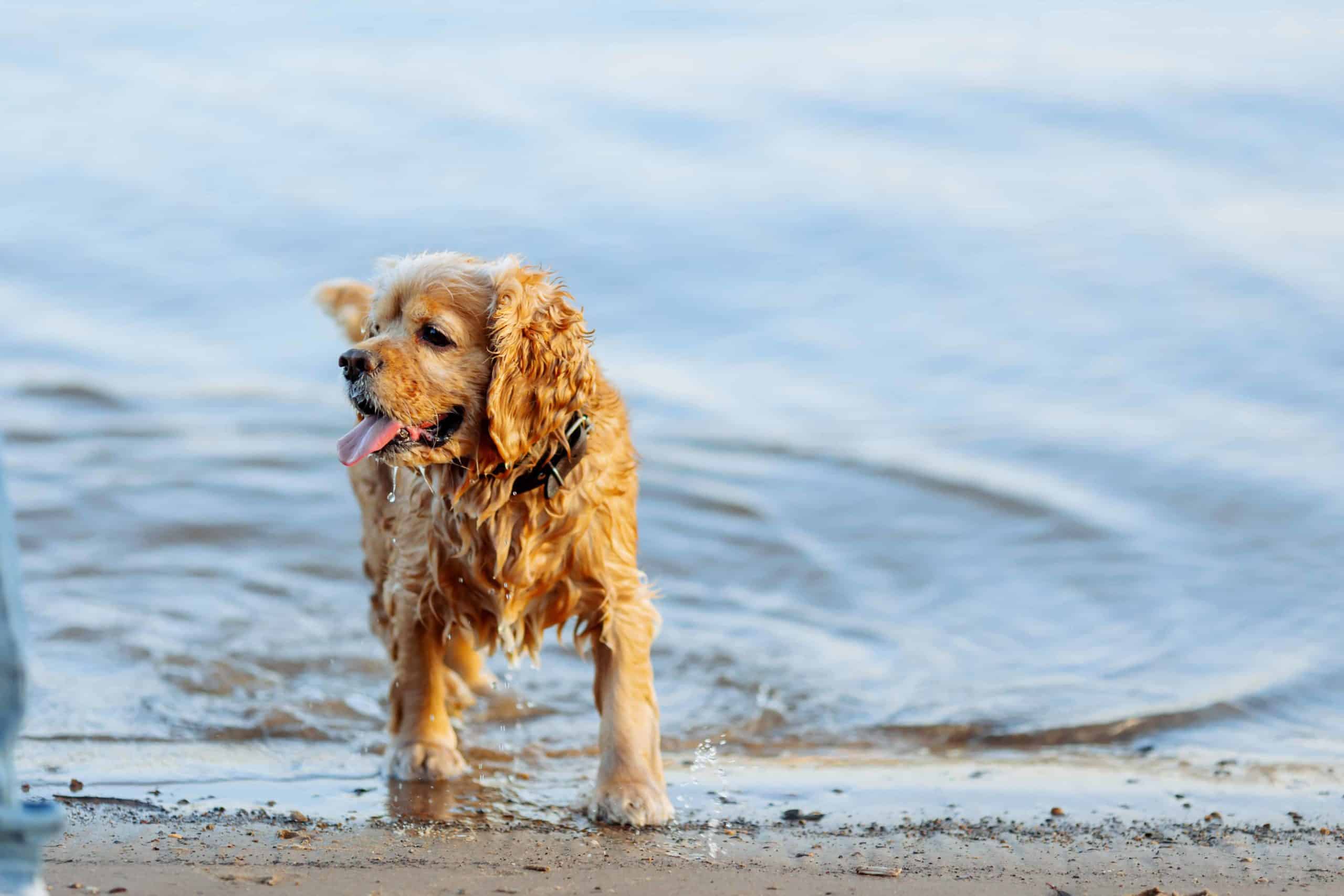 American Water Spaniel plays on the beach. Choose a dog breed that can handle heat and humidity like an American Water Spaniel, Afghan Hound, or Chihuahua.
