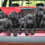Litter of black Labrador Retriever puppies in the back of an SUV. According to ASPCA, 32% of black dogs were adopted in 2013, a significant number. But on the other side, shelters are full of black dogs because they are among the most-surrendered pets.