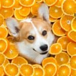 Happy Corgi surrounded by orange slices. Can dogs eat oranges? Yes, in moderation. A slice or two won't hurt your dog but avoid orange juice, orange peels, and seeds.