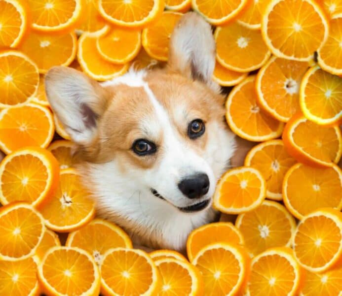 Happy Corgi surrounded by orange slices. Can dogs eat oranges article illustration. 