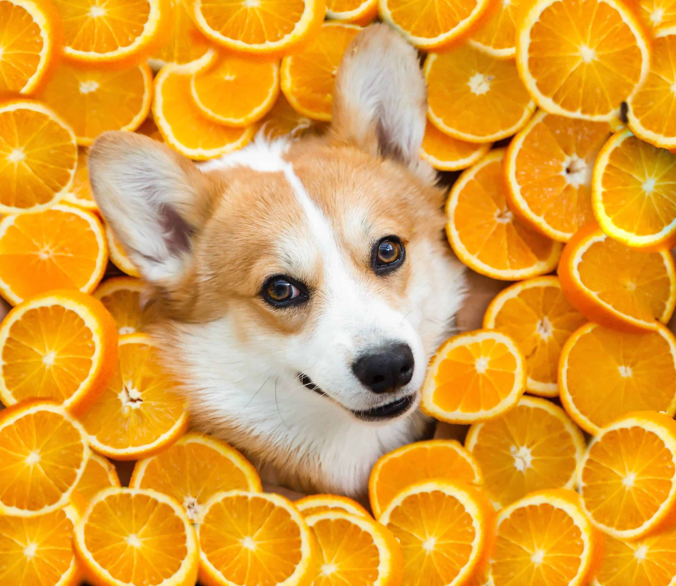 Happy Corgi surrounded by orange slices. Can dogs eat oranges? Yes, in moderation. A slice or two won't hurt your dog but avoid orange juice, orange peels, and seeds.