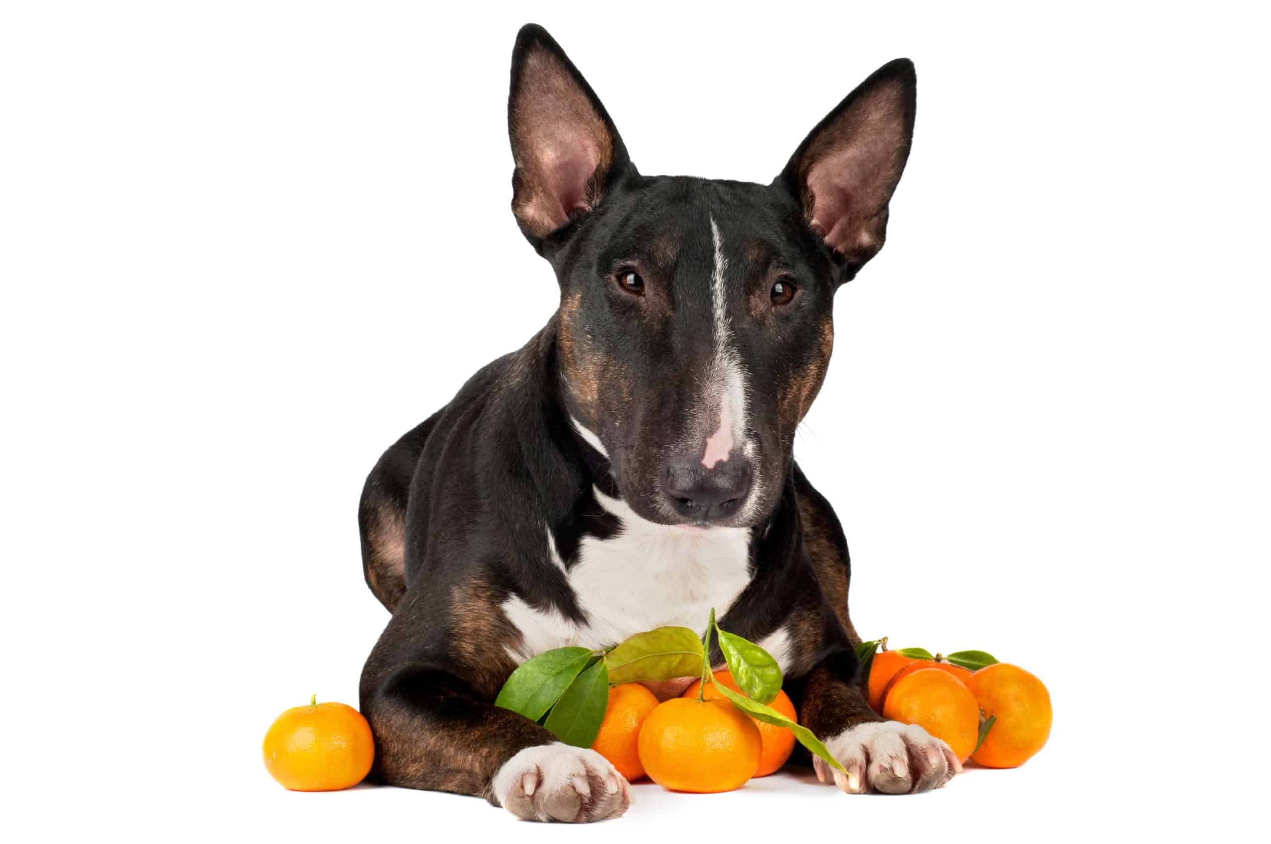 Dog with tangerines on white background Dogs can eat oranges and other citrus fruits like tangerines in moderation.