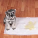 Schnauzer puppy sits on puppy pad. Make cleaning up messes easy. Put together a kit that includes puppy pads, paper towels, cloth towels, a sponge, and carpet cleaner.