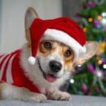Corgi in Santa hat sits near Christmas tree. Many holiday decorations can be a threat. But the most significant danger is your Christmas tree.