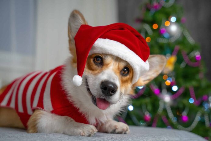 Corgi in Santa hat sits near Christmas tree. Many holiday decorations can be a threat. But the most significant danger is your Christmas tree.