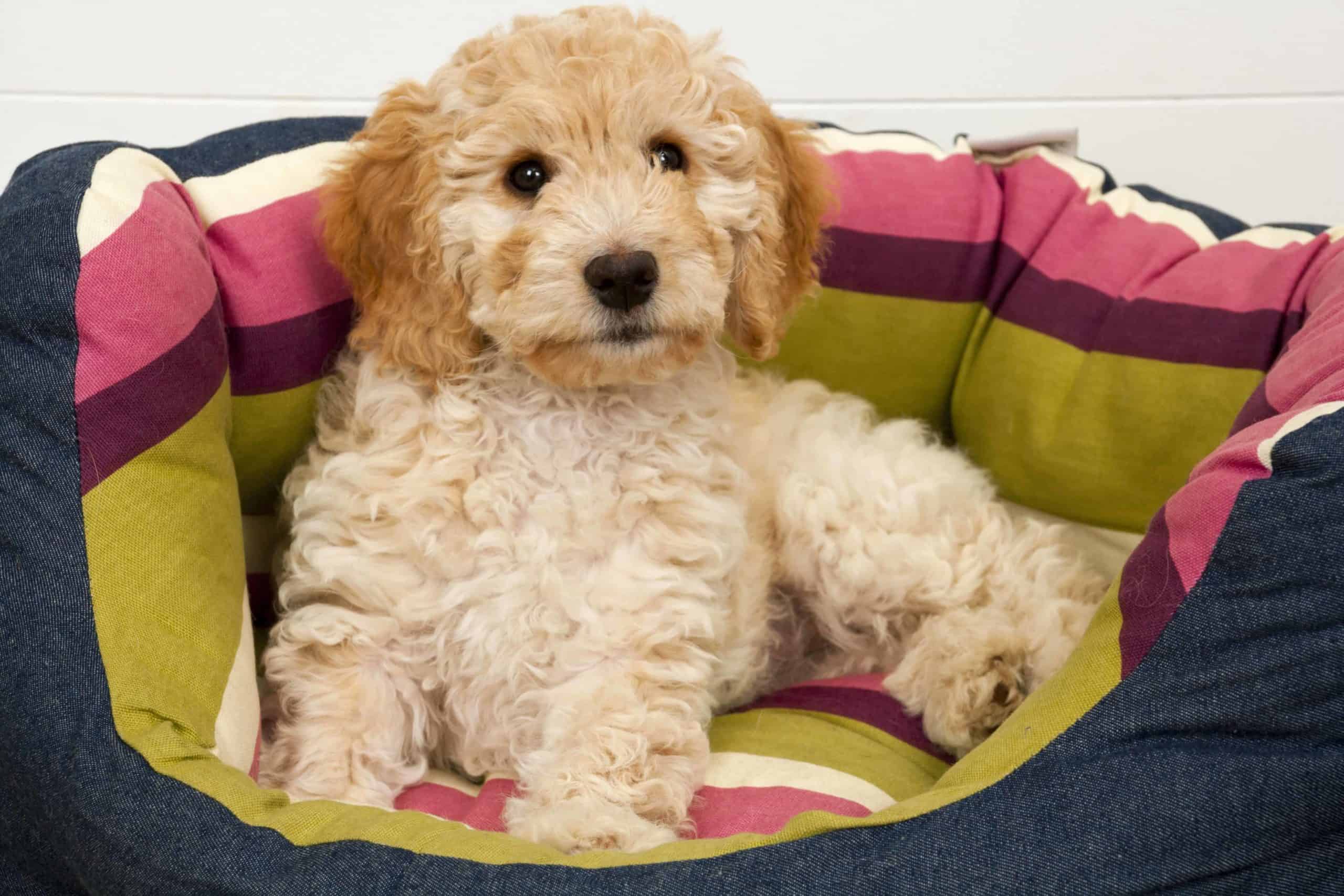 Cockapoo rests in dog bed. Crossbreeds make great family pets. Consider an affectionate cockapoo.