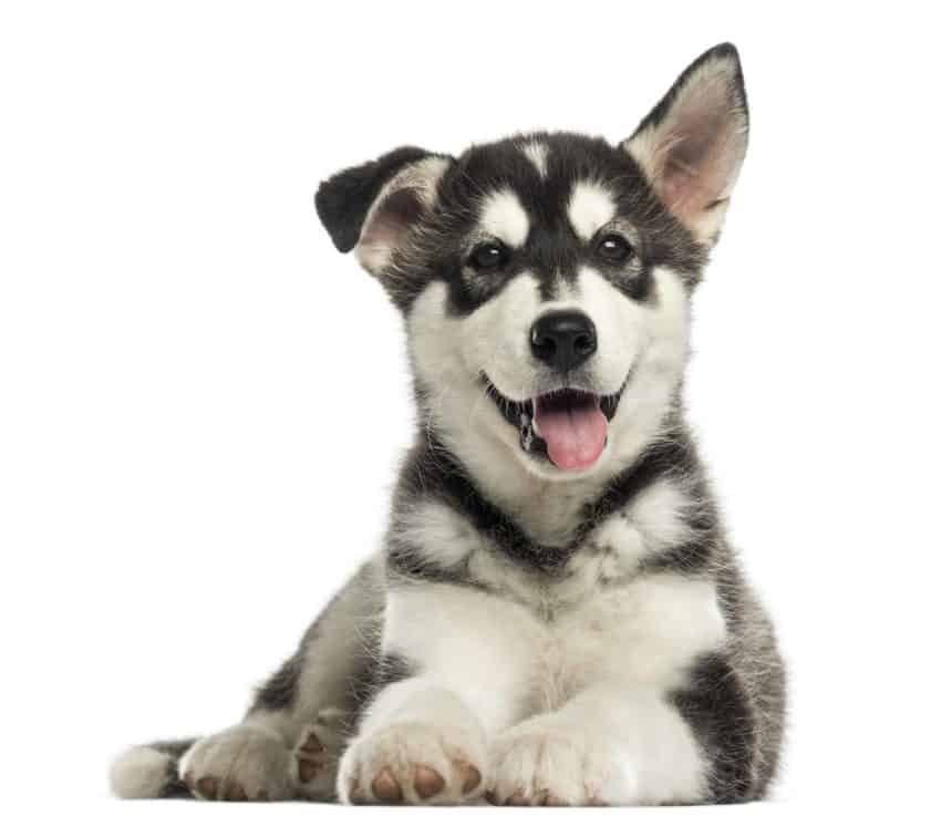 Huskamute on white background.