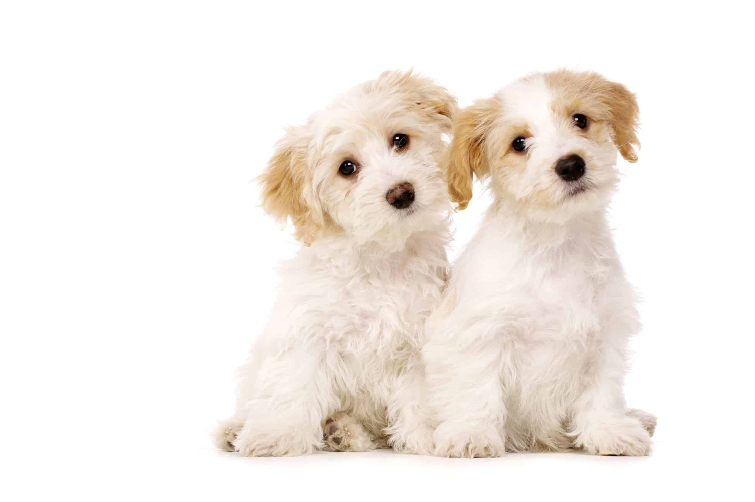 Jack Russell Terrier and Poodle mix on white background. The Jackapoo is a mix of the intelligent Toy Poodle and the active Jack Russell Terrier.