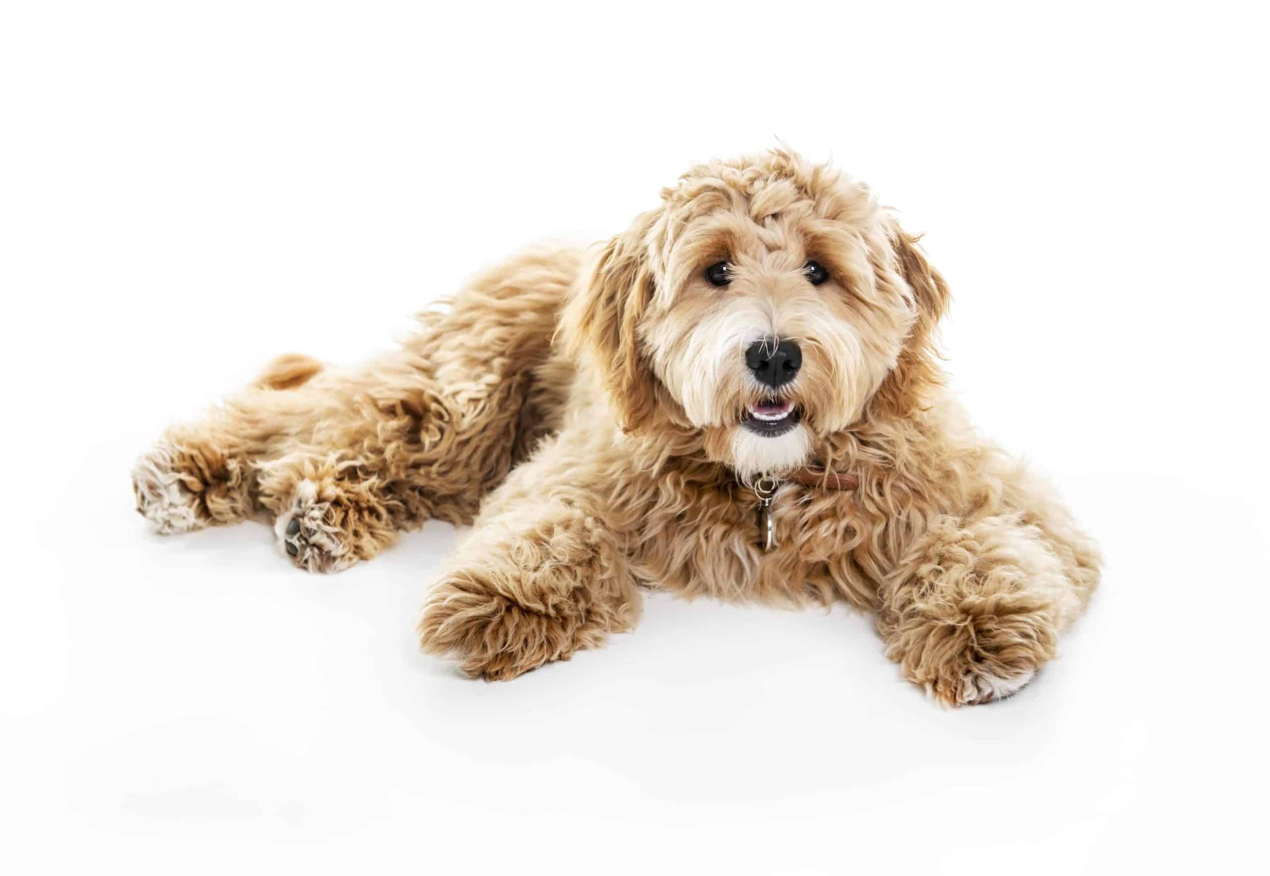 Labradoodle on white background. The Labradoodle is intelligent and friendly with strangers, which makes the dogs perfect companions for children and pets.