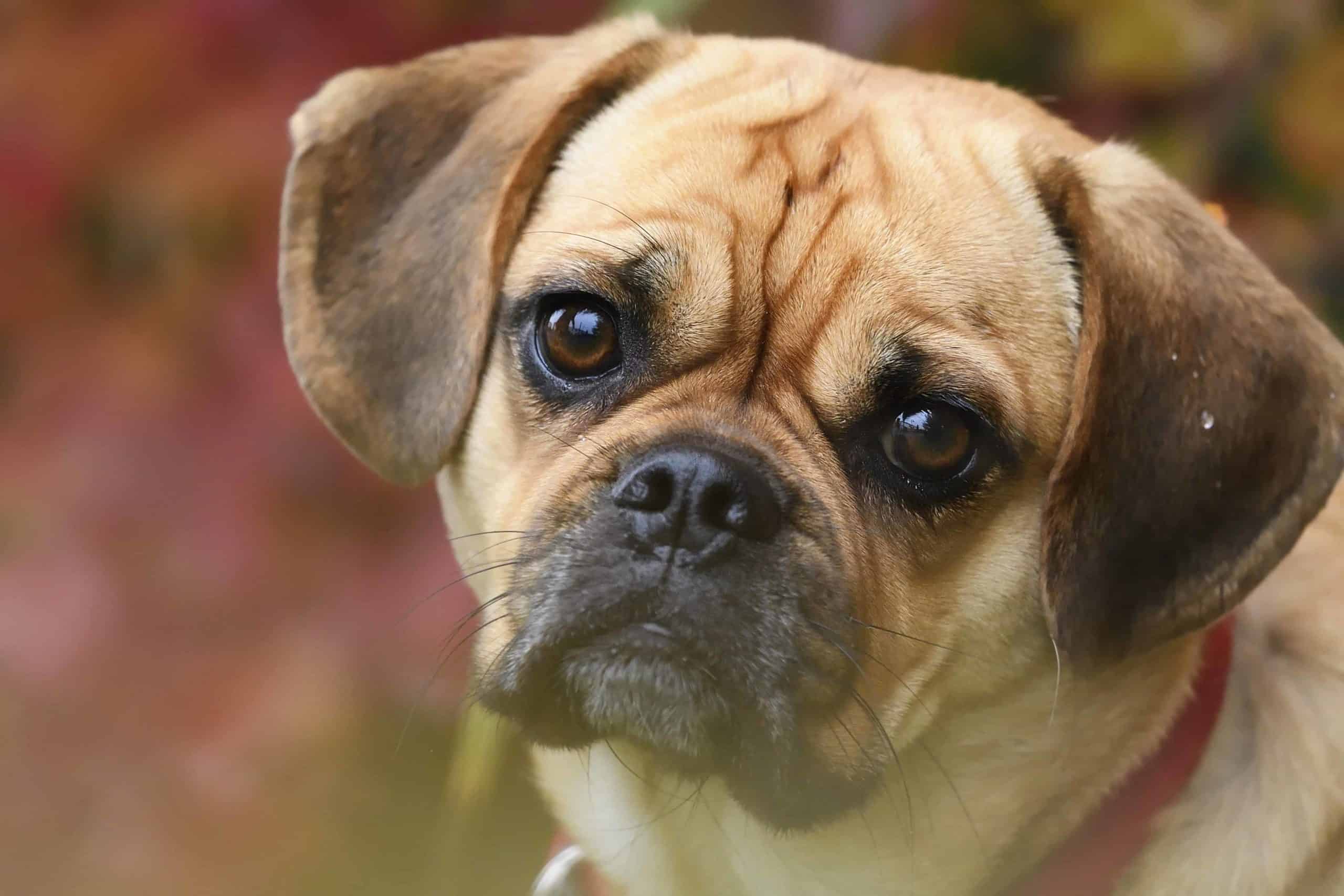 The puggle is a mix of the pug and the beagle.