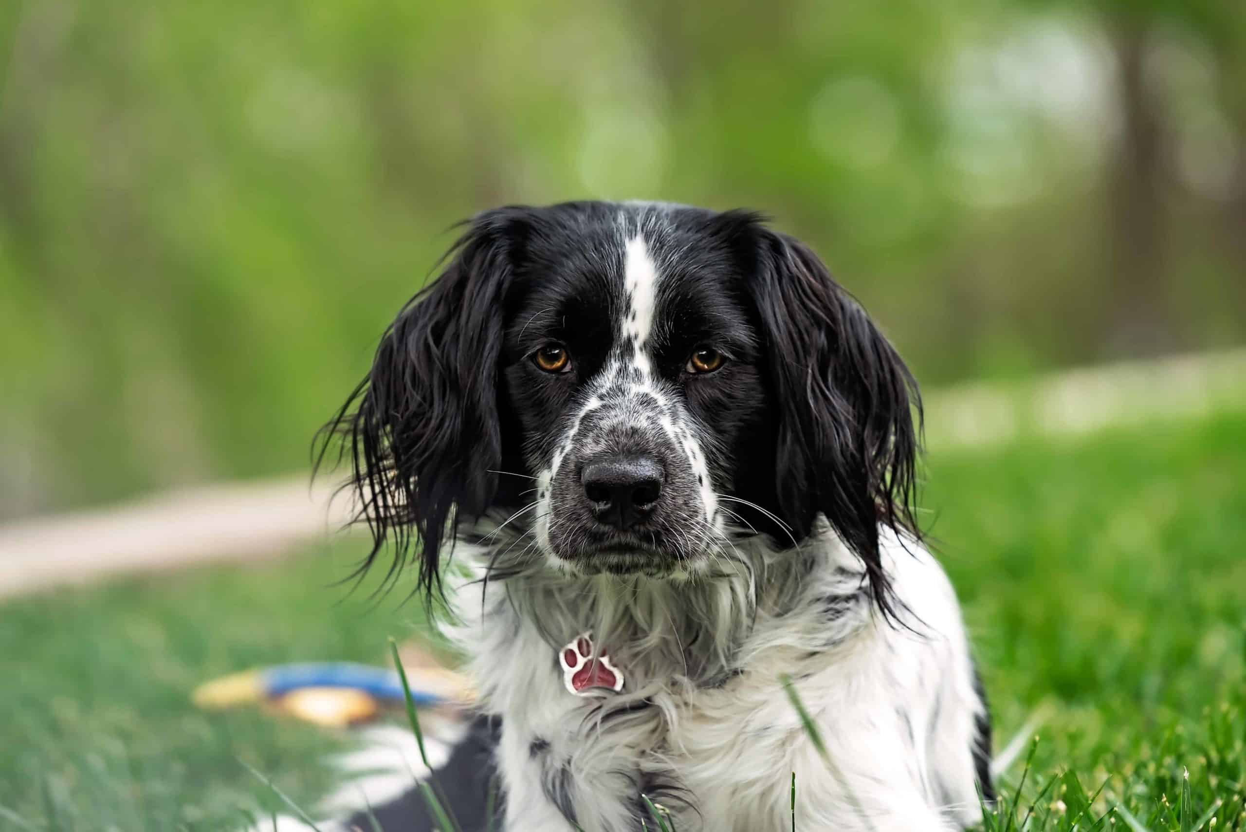 Sprollie, a crossbreed of a Border Collie and a Springer Spaniel. A Sprollie is a mix between a Border Collie and a Springer Spaniel.