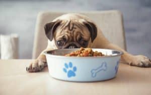 Pug looks at his dog food. There are tons of different types of food that dogs can eat: dry or wet, raw or cooked — choose whatever works best for you and your dog.
