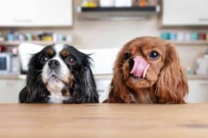 Pair of Cavalier King Charles Spaniels wait to be fed. Use dog food deliveries to simplify your life and get your dog food made with high-quality ingredients that are free from harmful additives.