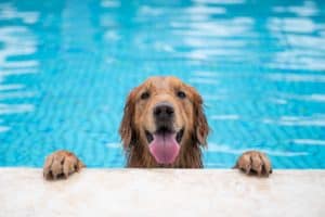 Happy Golden Retriever enjoys spending time in swimming pool. Basic dog swimming pool safety message: Never force or throw your dog into the pool. It is always better when the dog thinks getting into the pool is his idea.