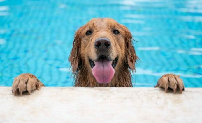Happy Golden Retriever enjoys spending time in swimming pool. 