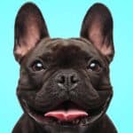 French bulldog sticks out tongue. A Down syndrome dog requires more time and patience. Potty training can be challenging and you may need to help your dog eat and walk.