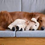 Golden retriever snuggles with dog toy. Dust mites, not dust, cause dust allergies. Dust mites are unavoidable and can be found in bedding, sofas, and carpets. 