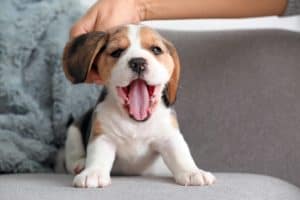 Beagle puppy yawns while sitting on a chair. 