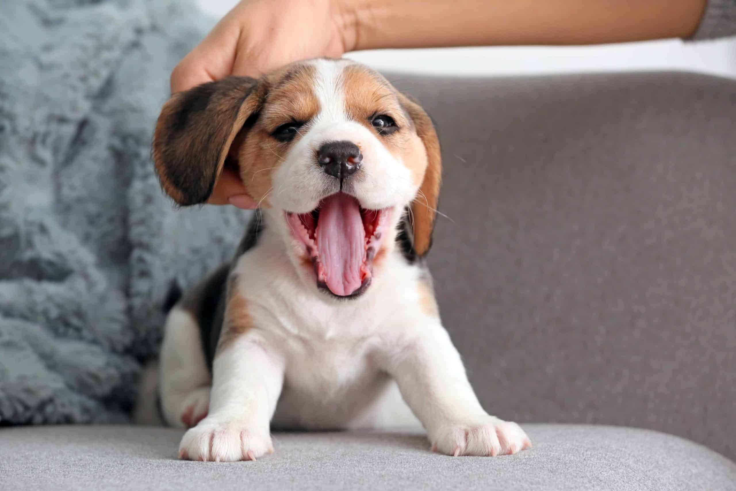 Beagle puppy yawns while sitting on a chair. Getting a puppy is a big responsibility. First, consider breed and size. Then, be sure you're prepared to feed, train and socialize your dog.
