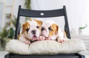 Pair of bulldog puppies cuddles on a chair. Bulldogs love to lounge around and do not require extensive physical activity.