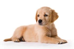 Golden retriever puppy on white background. Golden retriever puppies quickly bond with their people and love to play.