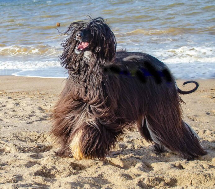 Afghan Hound plays on the beach