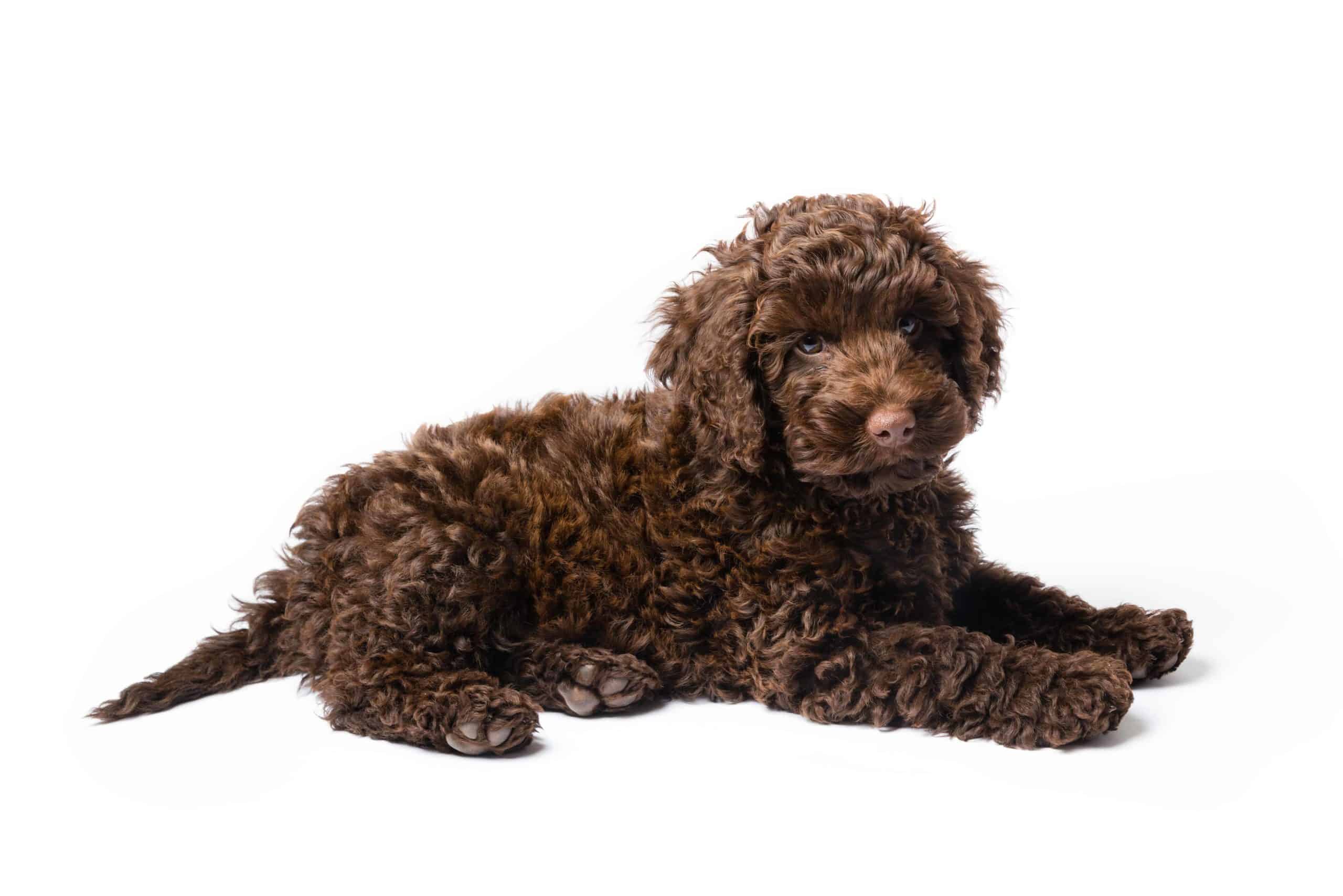 Chocolate labradoodle puppy on white background. Your Labradoodle puppy will have a long and happy life if you provide proper care. Use these helpful pointers to care for your puppy.