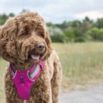 Labradoodle puppy wearing pink harness. Your Labradoodle puppy is a fantastic pet for power walking and running with and a terrific jogging or hiking buddy because it's strong and active.