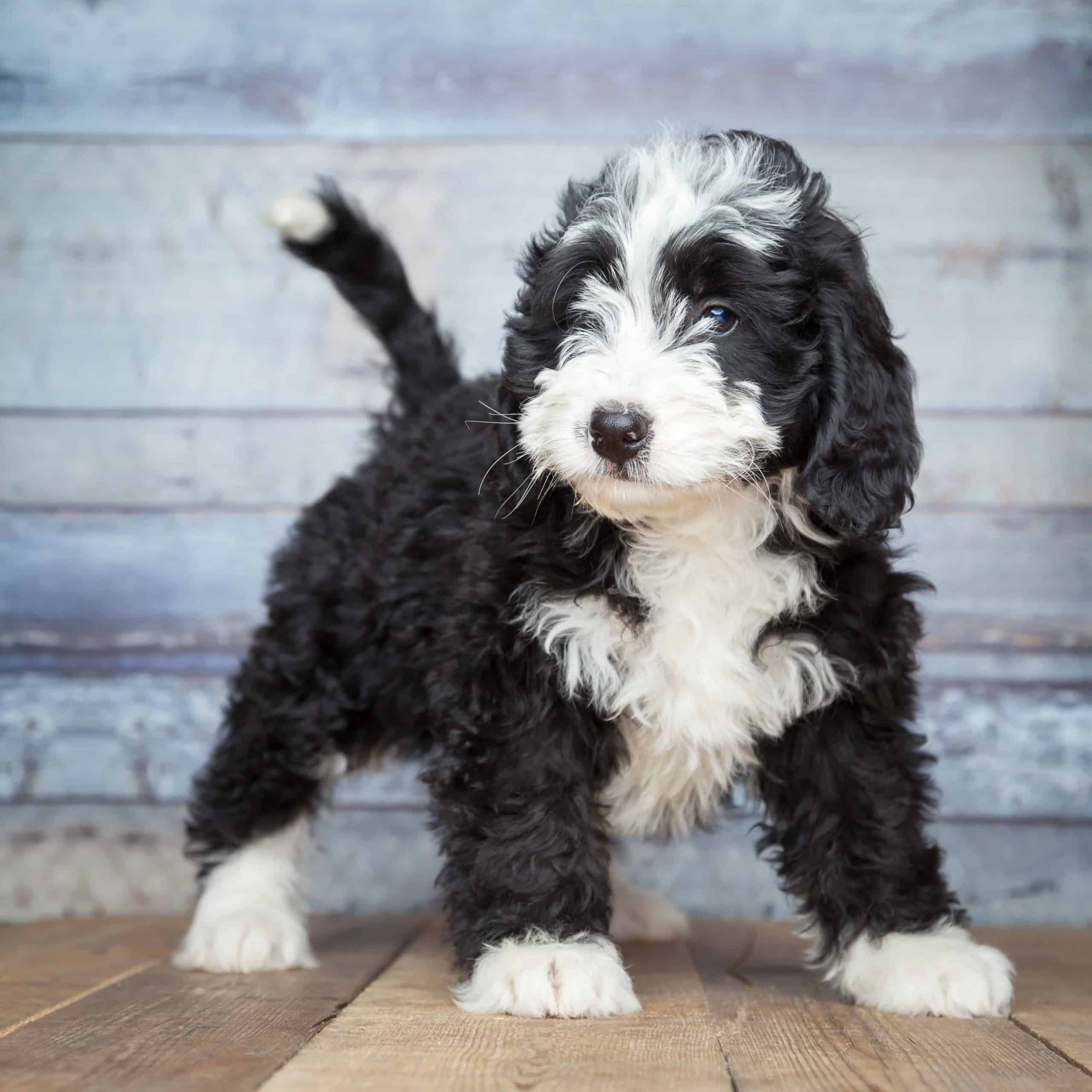 Mini-bernedoodle puppy. The mini-bernadoodle is extremely intelligent, making it easier than other breeds to train. They also are playful and need lots of exercise.